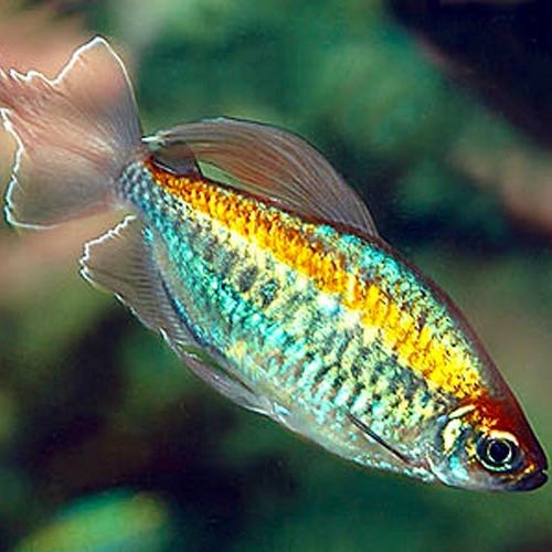 Phenacogrammus interruptes - Congo tetra M